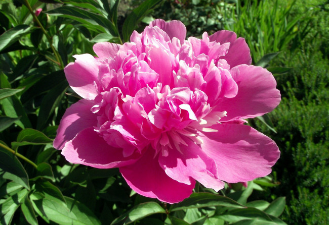 Обои картинки фото цветы, пионы, розовый, макро