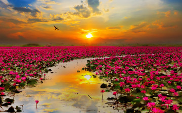 Картинка цветы лотосы закат небо вода красота отражение тучи облака солнце птица пейзаж