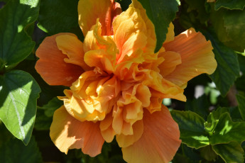 Картинка цветы гибискусы персиковый гибискус макро