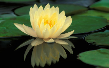 Картинка цветы лилии+водяные +нимфеи +кувшинки водяная лилия листья озеро желтая