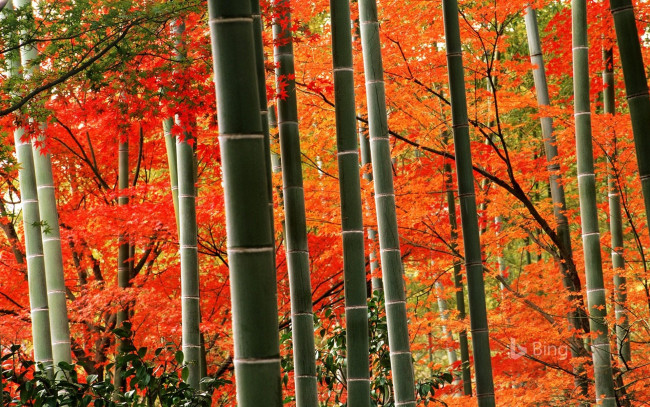 Обои картинки фото природа, лес, бамбук, осень