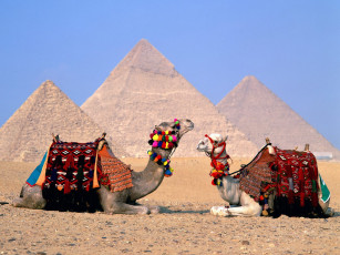 Картинка parking lot camels giza egypt животные верблюды
