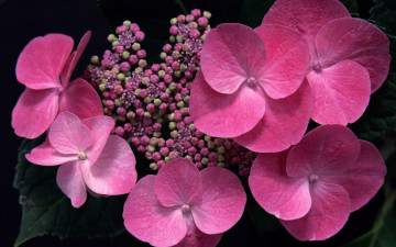 Картинка цветы гортензия