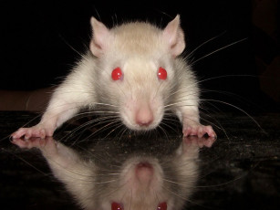 Картинка животные крысы мыши