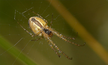Картинка животные пауки паутина