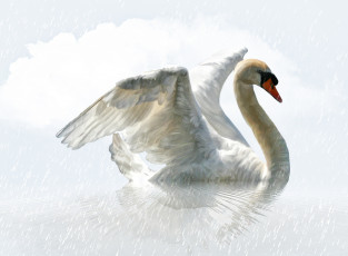 Картинка разное компьютерный дизайн дождь лебедь