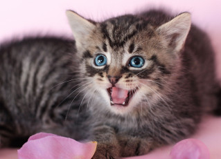 Картинка животные коты лепестки котёнок