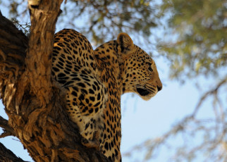 Картинка животные леопарды отдых леопард дерево профиль