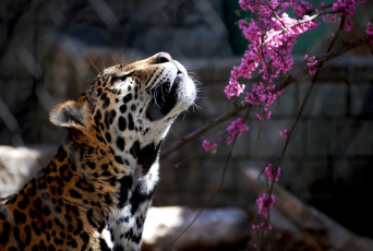 Картинка животные Ягуары ягуар цветы интерес взгляд вверх