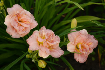Картинка цветы лилии лилейники лилейник розовые