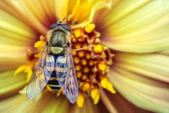 Картинка животные пчелы осы шмели пчела