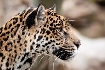 Картинка животные Ягуары профиль ягуар