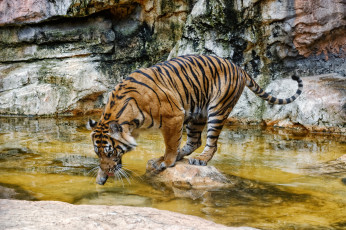 Картинка животные тигры тигр водоем купание пробует воду