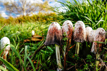 Картинка природа грибы трава