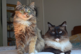 Картинка животные коты два кота
