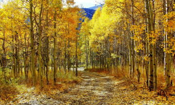 Картинка природа дороги осень березы роща желтые кроны