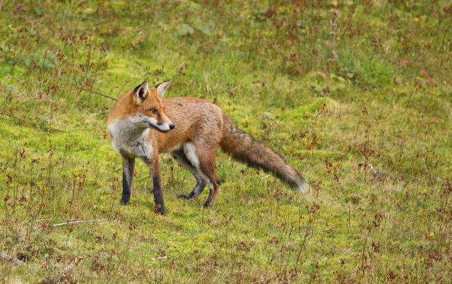 Обои картинки фото животные, лисы, луг, трава, лисичка