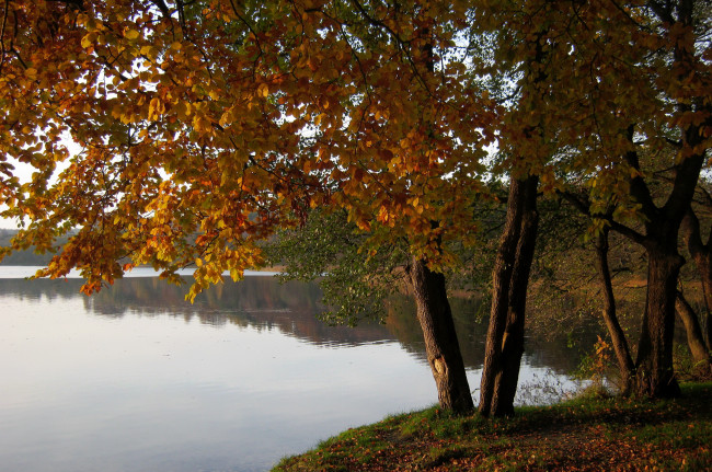 Обои картинки фото озеро, marchowo, польша, природа, реки, озера, берег, деревья