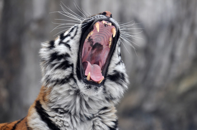 Обои картинки фото животные, тигры, зевает, пасть, клыки, амурский, тигр