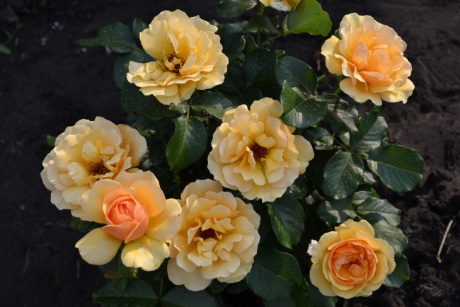 Обои картинки фото цветы, розы, куст, желтые