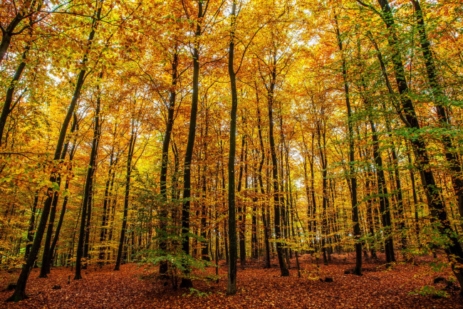 Обои картинки фото германия, клоттен, природа, лес, деревья, осень