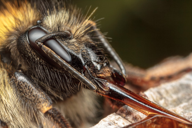 Обои картинки фото животные, пчелы, осы, шмели, макро