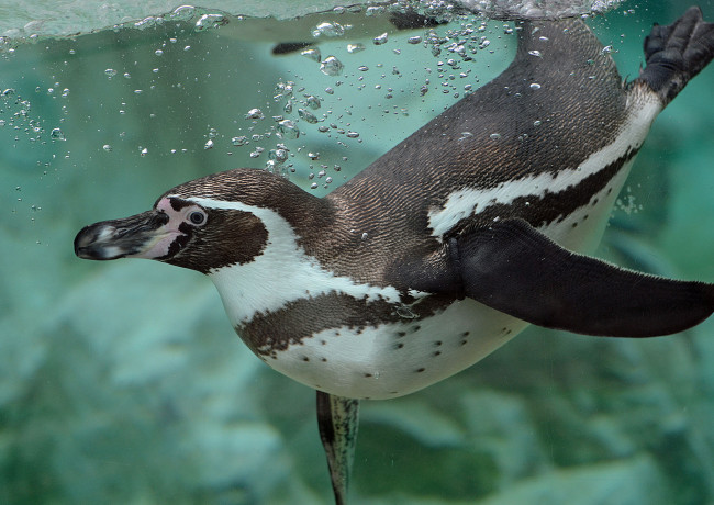 Обои картинки фото животные, пингвины, пингвин, гумбольдта, вода, пузыри, пловец