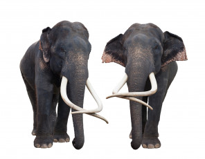 Картинка животные слоны пара