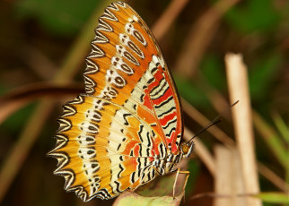 Картинка животные бабочки узор бабочка макро усики крылья itchydogimages