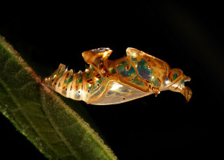 Картинка животные насекомые макро лист itchydogimages бабочка куколка