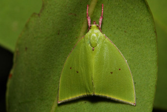Картинка животные бабочки насекомое макро itchydogimages зелёный мотылёк усики