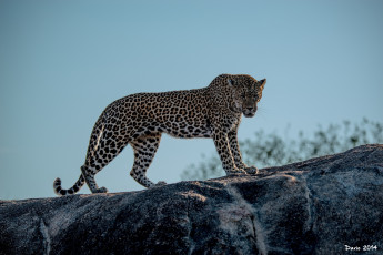 Картинка животные леопарды кошка пятна поза камень небо