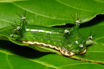 Картинка животные гусеницы макро itchydogimages необычная гусеница лист насекомое