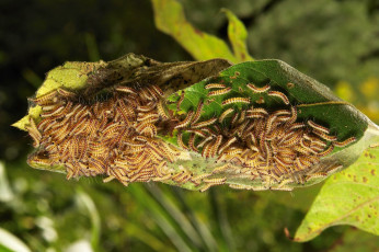 Картинка животные гусеницы мелкие много лист макро itchydogimages