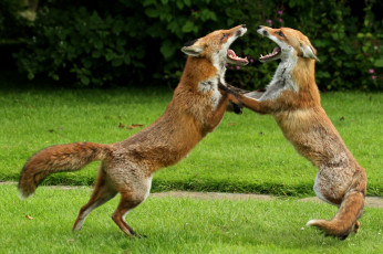 Картинка животные лисы игра поединок
