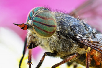 Картинка животные насекомые фон муха травинка макро насекомое