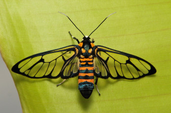 Картинка животные насекомые крылья насекомое лист макро itchydogimages
