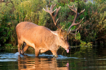 Картинка животные олени рога язык гримаса заросли водоем осень