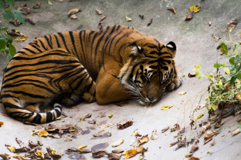 Картинка животные тигры кошка хищник полоски лежит отдых сон листья листва