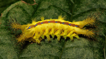 Картинка животные гусеницы жёлтая гусеница лист макро необычная яркая itchydogimages