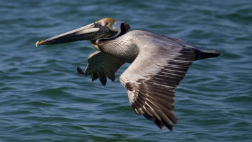 Картинка животные пеликаны полет