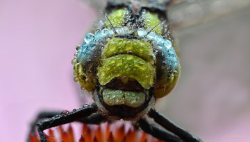 Картинка животные стрекозы макро зелёный фон утро насекомое роса капли стрекоза