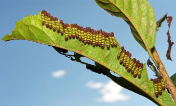 Картинка животные гусеницы много лист полосатые небо макро itchydogimages