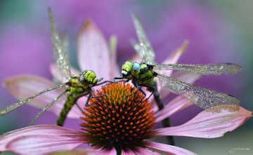Картинка животные стрекозы макро утро роса пара цветочек крылья фон