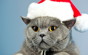Картинка животные коты желтые глаза серый британец кот новый год кошка новогодняя шапка