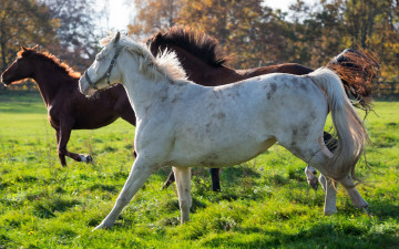 Картинка животные лошади кони трио бег загон грива хвост недоуздок
