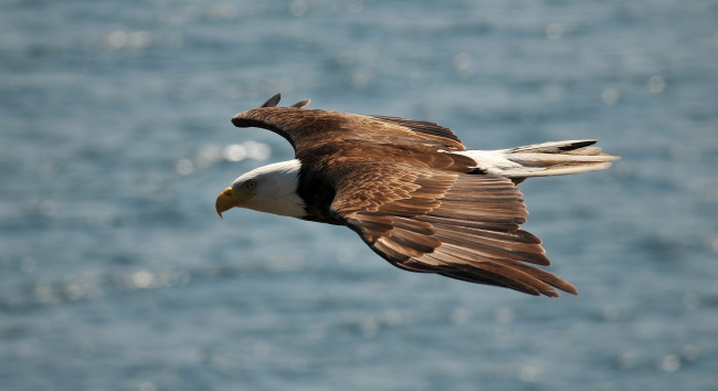 Обои картинки фото животные, птицы - хищники, орлан, крылья, полет