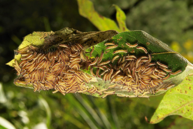 Обои картинки фото животные, гусеницы, мелкие, много, лист, макро, itchydogimages