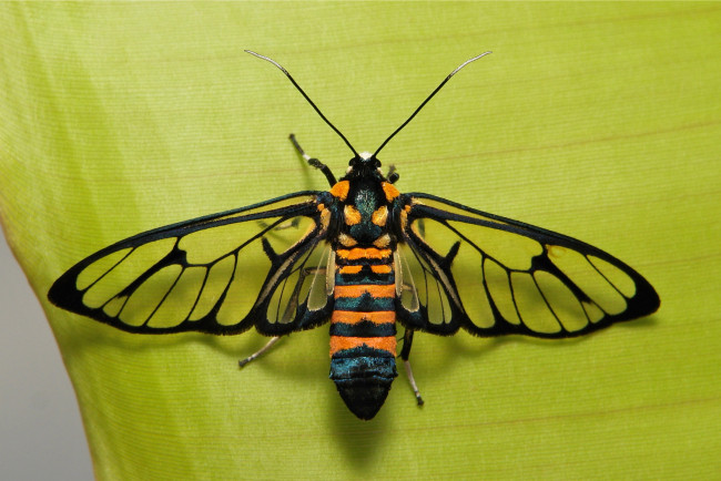 Обои картинки фото животные, насекомые, крылья, насекомое, лист, макро, itchydogimages