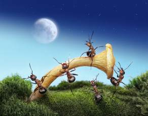 Картинка животные насекомые луна ночь макро гриб муравьи ситуация